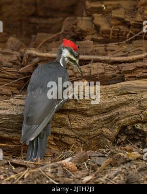 Picchio perlato (Dryocopus pileatus) Calaveras County California USA Foto Stock