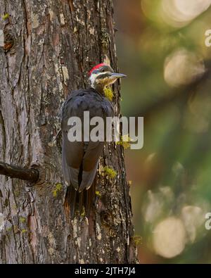 Picchio perlato (Dryocopus pileatus) Calaveras County California USA Foto Stock