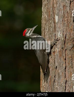 Picchio perlato (Dryocopus pileatus) Calaveras County California USA Foto Stock