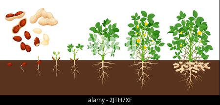 Fasi di crescita delle arachidi, processo di crescita delle arachidi vettoriali. Timeline da grano, piantina e pianta grande. Ciclo di vita crescente da di fagioli di penut da seme a fioritura e frutta-che porta la pianta matura Illustrazione Vettoriale