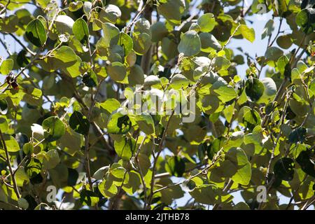 Verde semplice crenate alternate glabrous ovate foglie di Populus Trichocarpa, Salicaceae, albero nativo nei Monti San Bernardino, Estate. Foto Stock