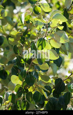 Verde semplice crenate alternate glabrous ovate foglie di Populus Trichocarpa, Salicaceae, albero nativo nei Monti San Bernardino, Estate. Foto Stock