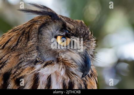Aquila eurasiatica primo piano ritratto della testa, sfondo bokeh verde sfocato. Foto Stock