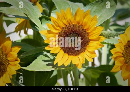 Fiori di girasole di carciofo di Gerusalemme gialla (Helianthus tuberosus), primo piano con api mellifere, dette anche radice di sole, girasole, girasole selvatico, topinambur Foto Stock