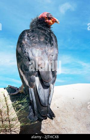 California condor uccello su una roccia con contro il cielo blu Foto Stock