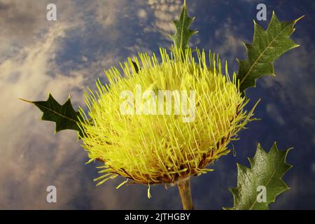 Infiammazione isolata di Dryandra (Dryandra quercifolia) a foglia di quercia sul gambo Foto Stock