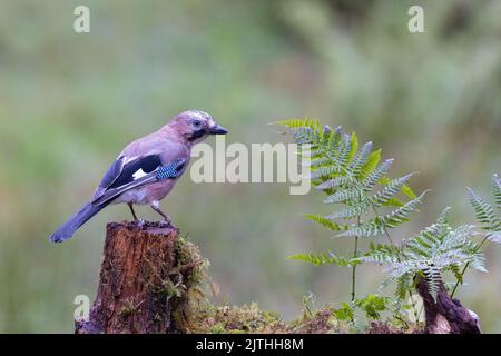 Jay eurasiatico [ Garrulus glandarius ] su ceppo di albero con felce Foto Stock