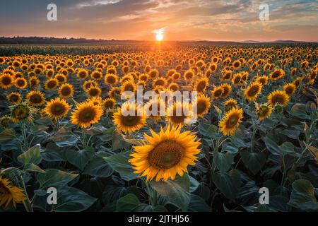 Balatonfuzfo, Ungheria - bellissimo tramonto su un campo di girasole in estate con nuvole colorate e cielo vicino al lago Balaton. Background agricolo Foto Stock