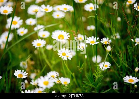 Fiori di margherite selvatici che crescono su prato, camomiles bianchi su sfondo verde erba. Margherita di Oxeye, vulgare di leucanthemum, margherite, occhio di bue, margherite comune, D Foto Stock