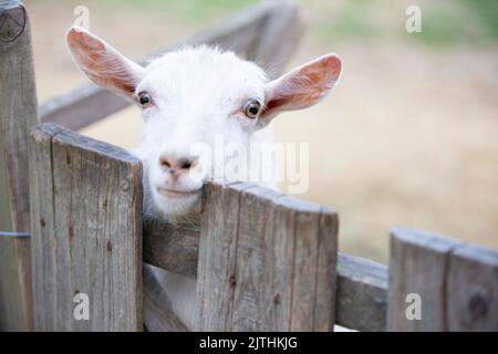 Capra su una fattoria rurale primo piano. Una capra bianca interessata divertente senza un corno si sbirca da dietro una recinzione di legno. Il concetto di agricoltura e di hu animale Foto Stock