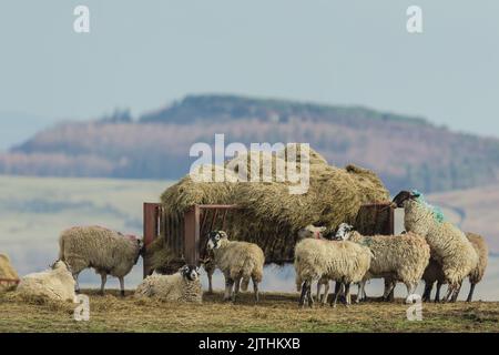 Un gregge misto di pecora Swaledale e di pecora mulo che si nutrono su brughiera aperta da un trogolo di metallo rosso all'inizio della primavera. Yorkshire Dales, Regno Unito. Orizzontale. Foto Stock