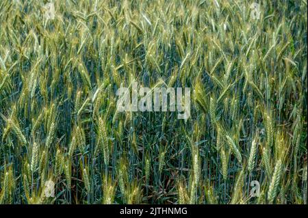 Orzo verde di crescita in campo, primo piano. Foto Stock