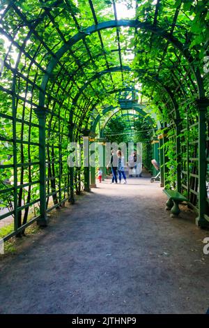 San Pietroburgo, Russia - 26 giugno 2019: Tunnel ad arco in metallo coperto di piante da arrampicata verde nel parco della città vecchia Giardino estivo a San Pietroburgo, Russi Foto Stock