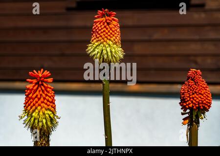 Attraente, vivace colore di Kniphofia uvaria (Tritoma, Red hot poker, chiamato anche) fiore su sfondo di legno. Foto Stock