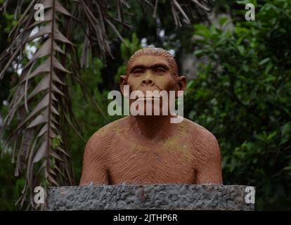 Scultura di Homo habilis al museo della scienza siliguri India. Una specie estinta di arcaico umano proveniente dal Pleistocene precoce apparsa in Africa orientale Foto Stock