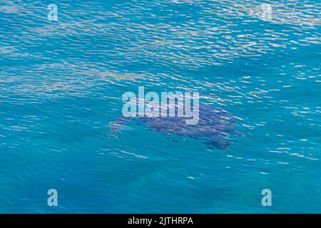 Tartaruga marina nuoto nel Mar Mediterraneo Foto Stock