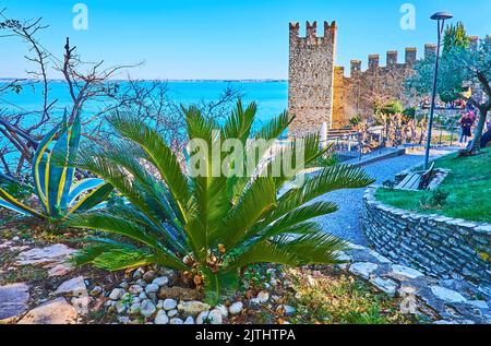 Il verde cespuglio di palma di sago e la piccola agave si diffondono contro la torre del Castello Scaligero e il Lago di Garda, Sirmione, Italia Foto Stock