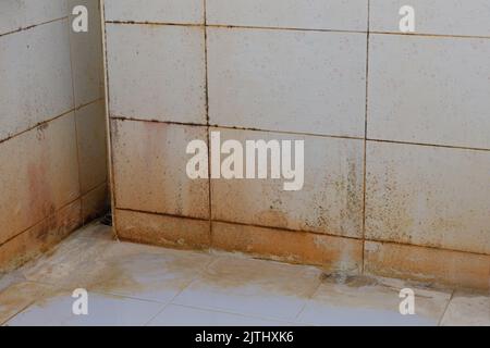 Macchie di muffa sulle pareti del bagno Foto Stock