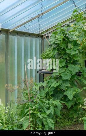 Serra con piante di cetriolo, piante di pepe e basilico Foto Stock