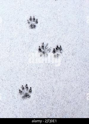 Impronte lasciate da un cane nella neve Foto Stock