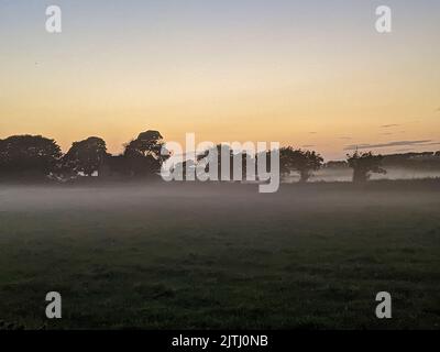 Foschia su campi con alberi durante l'alba al tramonto in Irlanda del Nord, Regno Unito Foto Stock