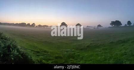 Foschia su campi con alberi durante l'alba al tramonto in Irlanda del Nord, Regno Unito Foto Stock