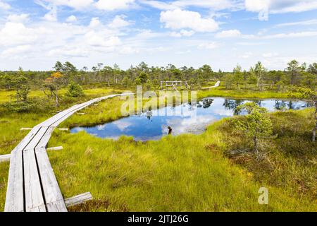 Sentiero sul lungomare su una palude nella Grande palude di Kemeri Bog in Lettonia Foto Stock