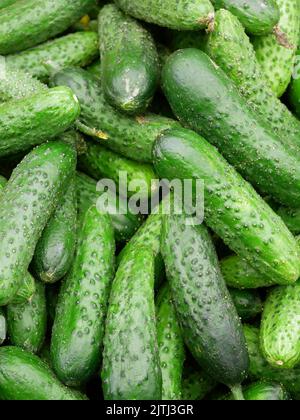 Cetrioli macinati organici. Succulenti verdure primaverili al mercato. Composizione full frame. Foto Stock