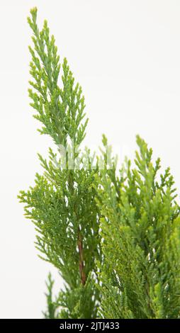 Arborvitae pianta su sfondo bianco isolato, messa a fuoco selettiva. Foto Stock