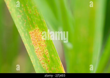 Rust di porro (Puccinia porri o Puccinia allii) su foglie di aglio (Allium sativum). Foto Stock