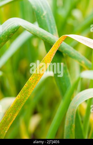 Rust di porro (Puccinia porri o Puccinia allii) su foglie di aglio (Allium sativum). Foto Stock