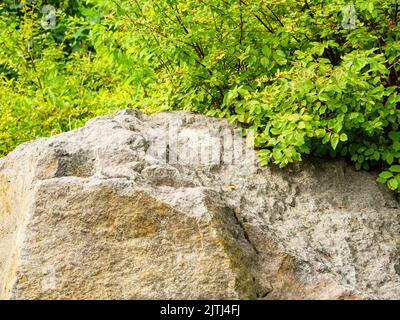 Vista sulla cima di un'enorme roccia circondata dal fogliame di cespugli Foto Stock