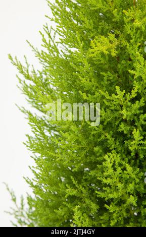 Pianta d'oro Cupressus macr su sfondo bianco isolato, messa a fuoco selettiva. Foto Stock