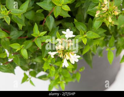 Pianta Abela su sfondo bianco isolato, messa a fuoco selettiva. Foto Stock