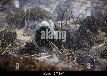 GRIENDTSVEEN - Netherlands, 2022-08-31 09:30:21 GRIENDTSVEEN - Vigili del fuoco in azione durante un grande incendio nella riserva naturale di De Peel. La dimensione del fuoco è di circa 2 ettari. ANP ROB ENGELAAR olanda fuori - belgio fuori Foto Stock