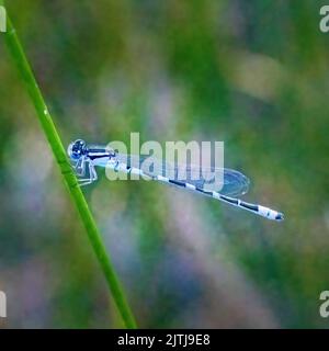 Uno dei miei passatempi preferiti è fare un'escursione lungo i sentieri del Door County Land Trust, situato nella Door County Wisconsin, alla ricerca di soggetti macro. Foto Stock