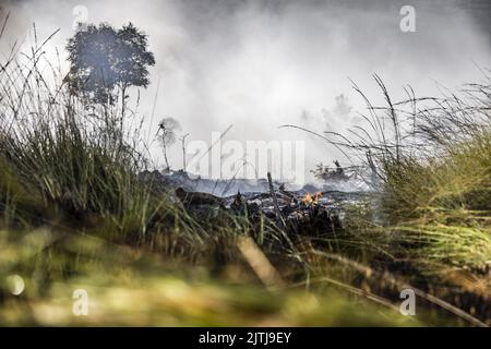 GRIENDTSVEEN - Netherlands, 2022-08-31 09:41:30 GRIENDTSVEEN - Vigili del fuoco in azione durante un grande incendio nella riserva naturale di De Peel. La dimensione del fuoco è di circa 2 ettari. ANP ROB ENGELAAR olanda fuori - belgio fuori Foto Stock