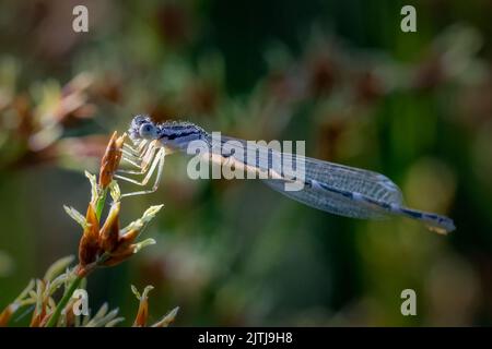 Uno dei miei passatempi preferiti è fare un'escursione lungo i sentieri del Door County Land Trust, situato nella Door County Wisconsin, alla ricerca di soggetti macro. Foto Stock