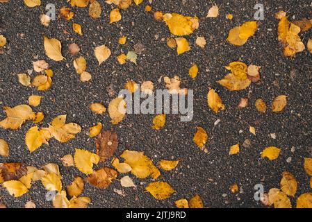 Caduta autunno giallo foglie sull'asfalto. Naturale sfondo autunno Foto Stock