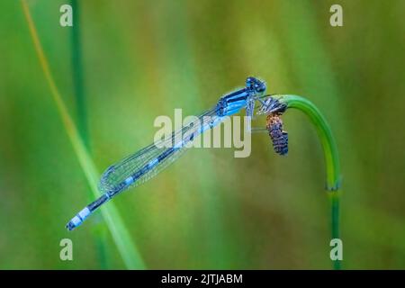 Uno dei miei passatempi preferiti è fare un'escursione lungo i sentieri del Door County Land Trust, situato nella Door County Wisconsin, alla ricerca di soggetti macro. Foto Stock