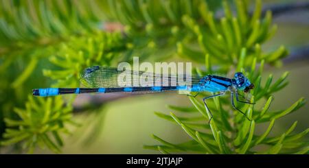 Uno dei miei passatempi preferiti è fare un'escursione lungo i sentieri del Door County Land Trust, situato nella Door County Wisconsin, alla ricerca di soggetti macro. Foto Stock