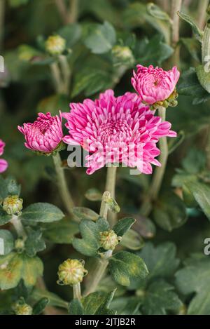 Di un bel colore rosa fiore del crisantemo close-up Foto Stock