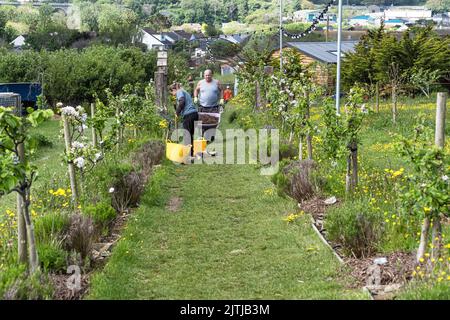 Volontari a Newquay Orchard un'iniziativa comunitaria a Newquay in Cornovaglia nel Regno Unito. Foto Stock