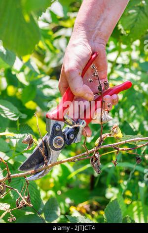 La mano di un giardiniere taglia un vecchio lampone con una potatrice da giardino in un giardino autunnale sullo sfondo del verde fogliame in sfocatura. Foto Stock