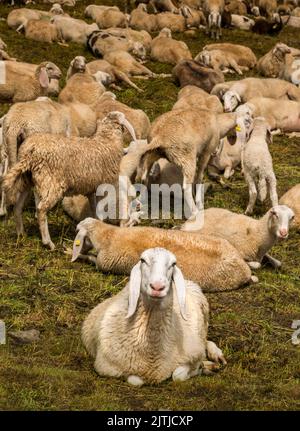 Mandria, Valle di Notre Dame, Valle d'Aosta Italia Foto Stock