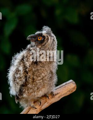 Profilo laterale di un gufo giovanile dalle orecchie lunghe Foto Stock