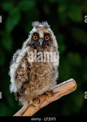 Ritratto di un gufo giovanile dalle orecchie lunghe Foto Stock