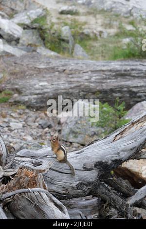 Un colpo verticale di un simpatico Chipmunk bambino su un vecchio tronco di albero al Parco Nazionale di Banff Foto Stock