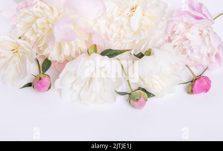 Composizione dei fiori. Cornice in fiori di pony rosa su sfondo bianco. Disposizione piatta, vista dall'alto, spazio per la copia Foto Stock