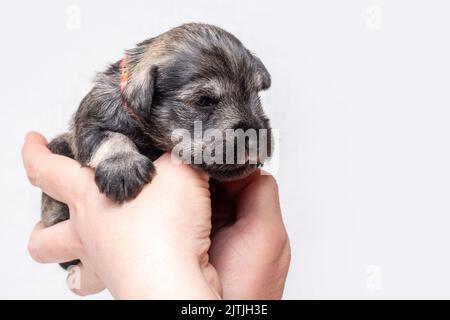 Un cucciolo di Schnauzer, piccolo e cieco, dorme tra le braccia del suo proprietario. Il cucciolo è in esame da un veterinario. Prendersi cura di un animale domestico Foto Stock